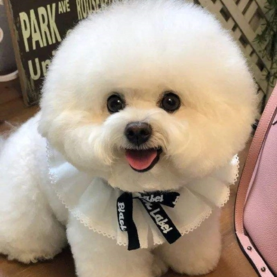 比熊犬