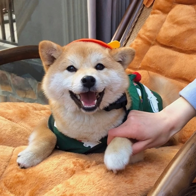 柴犬