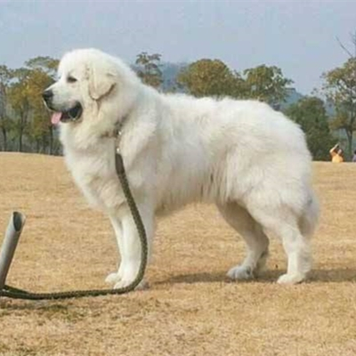 大白熊