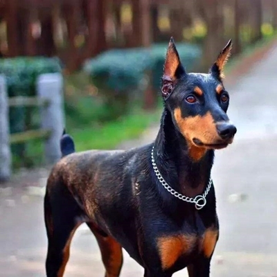 杜宾犬