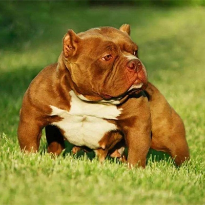 恶霸犬