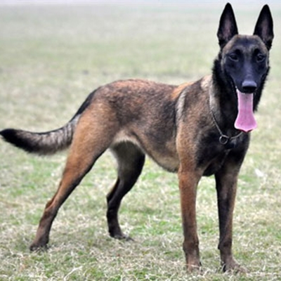 马犬
