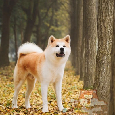 秋田犬