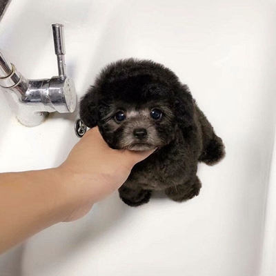 泰迪